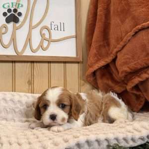 Casey, Cavalier King Charles Spaniel Puppy